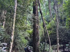 -西双版纳原始森林公园