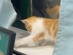 -瑞派·关忠动物医院·猫专科·犬专科(三环新城店)