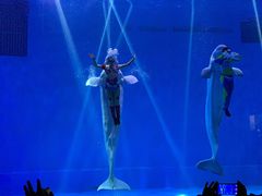 -芜湖新华联大白鲸海洋公园