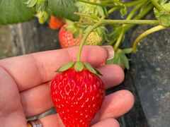 -小鱼草莓采摘园农家乐·小鱼餐厅