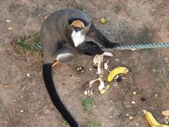 -西霞口神雕山野生动物世界