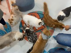 -糯米喵星人·撸猫猫舍咖啡馆(西市场嘉华店)