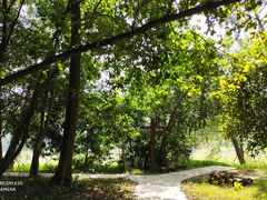 -南宁良凤江国家森林公园