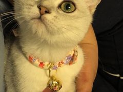 -东方名猫馆·英短金渐层布偶猫舍(环线广场1号楼店)