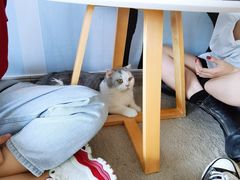 -泰国佛·塔罗·泰牌狐仙古曼
