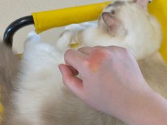 -猫在这儿猫咪咖啡馆·撸猫馆