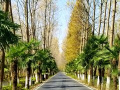 -合肥滨湖国家森林公园