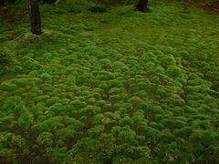 -西芳寺(苔寺)