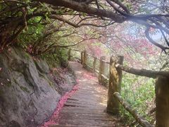 -木兰云雾山