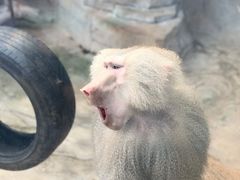 -灵玲国际马戏城