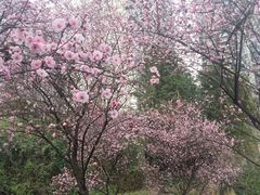 -重庆彩云湖湿地公园