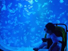 -芜湖新华联大白鲸海洋公园