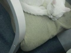 android_upload_pic-喵的天空名猫咖啡馆·撸猫·猫舍·用品