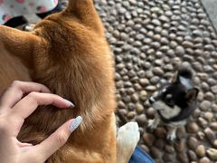 -柴犬高等学院·狗咖·柴犬售卖·宠物训练