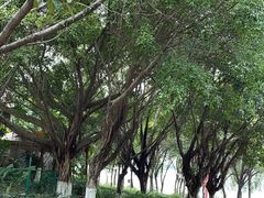 -飞来湖湿地公园