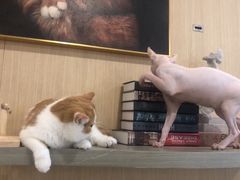 -飞行喵MR PILOT|猫舍·猫咖(静安大融城店)