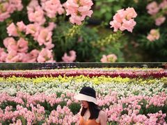 -广东花都香草世界旅游度假区