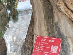 -仓颉庙
