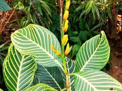 -北京植物园-展览温室