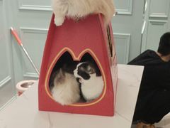 -安格丽娜·狗咖·猫咖羊驼咖(春熙路百盛商场店)
