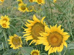 -汉长安城未央宫国家考古遗址公园