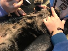 -御宝贝·A梦猫科宠物医院(国际猫友好医院)