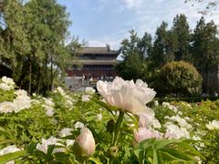 -洛阳白马寺