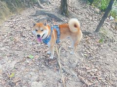 -梧桐山风景名胜区