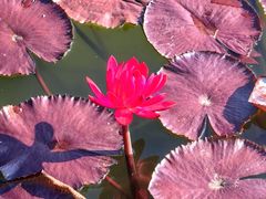 -国家植物园南园