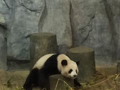-深圳野生动物园