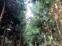 -重庆睡佛山森林公园