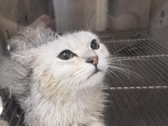 -瑞鹏宠物医院犬猫全科(真大分院)