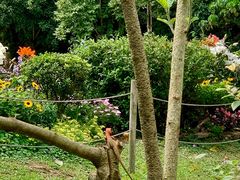 -深圳仙湖植物园
