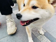 -猫王榴莲世家(三里屯SOHO商场店)