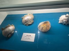 -青岛贝壳博物馆