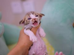 -momokira米努特·德文卷毛猫·棉花面纱犬