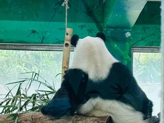 -广州动物园