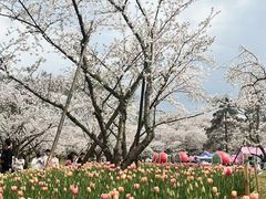-东湖磨山景区樱花园-停车场
