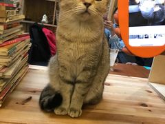 -猫色咖啡·猫咖