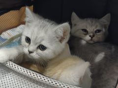 -伟伟宠物医院·CT影像中心·瑞派犬猫综合性门诊(汉口总院)