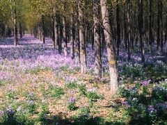 -苏家坨柳林村二月兰花海