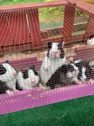 -萌宠亲子动物乐园(槐房万达店)