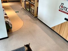 -御宝贝·A梦猫科宠物医院(国际猫友好医院)