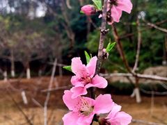 -神光山国家森林公园