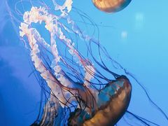 -太平洋海底世界