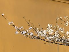 -太平天国侍王府
