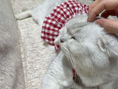 -藏猫猫咖啡主题馆(中央大道店)