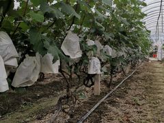 -马陆小张葡萄园农家乐