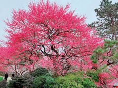 -杭州植物园