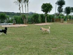 -良成狗狗乐园